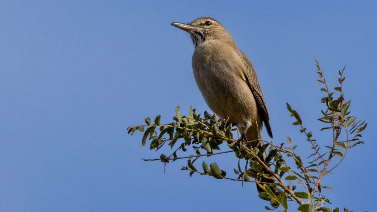 Foto de Mero de Tarapacá (Agriornis micropterus), aves de Chile