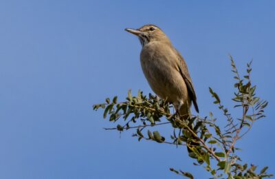 Foto de Mero de Tarapacá (Agriornis micropterus), aves de Chile