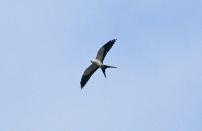 Foto de Milano tijereta (Elanoides forficatus), familia AccipitridaeMILANO, aves de Chile