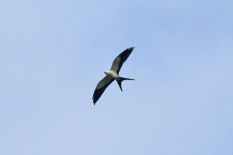 Foto de Milano tijereta (Elanoides forficatus), familia AccipitridaeMILANO, aves de Chile
