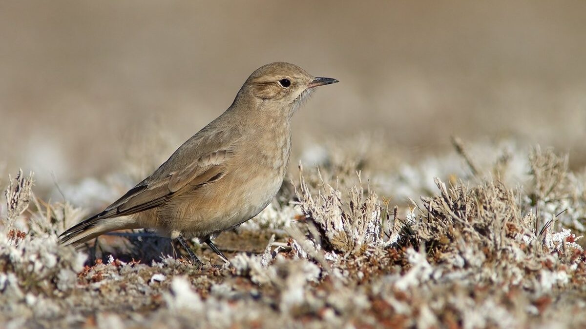 Foto de Minero austral (Geositta antarctica), familia FurnariidaeMINERO, aves de Chile