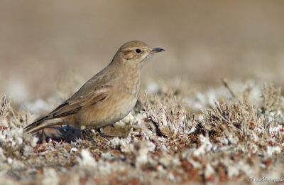 Foto de Minero austral (Geositta antarctica), familia FurnariidaeMINERO, aves de Chile