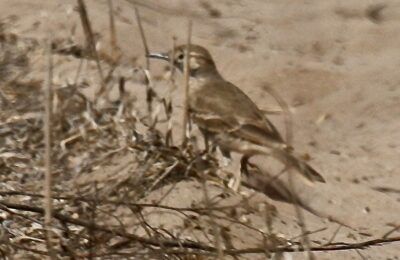 Foto de Minero chico (Geositta maritima), familia Furnariidae, aves de Chile