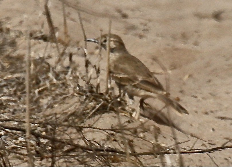 Foto de Minero chico (Geositta maritima), familia Furnariidae, aves de Chile
