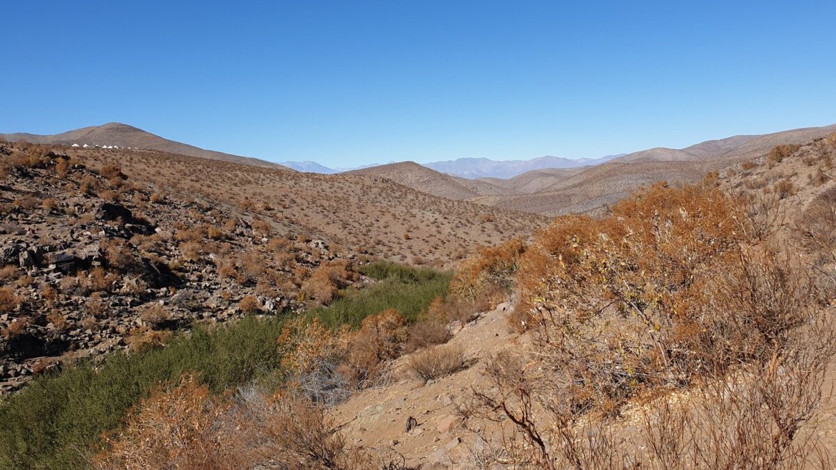 Foto de Minero cordillerano (Geositta rufipennis), familia FurnariidaeMINERO, aves de Chile