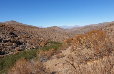 Foto de Minero cordillerano (Geositta rufipennis), familia FurnariidaeMINERO, aves de Chile