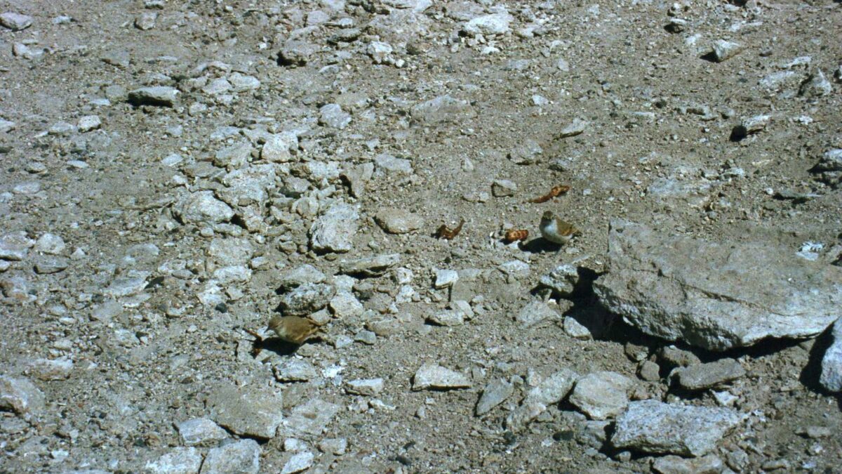 Foto de Minero de la Puna (Geositta punensis), familia FurnariidaeMINERO, aves de Chile