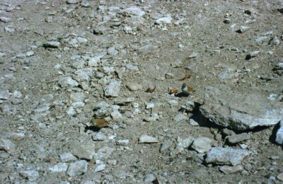 Foto de Minero de la Puna (Geositta punensis), familia FurnariidaeMINERO, aves de Chile