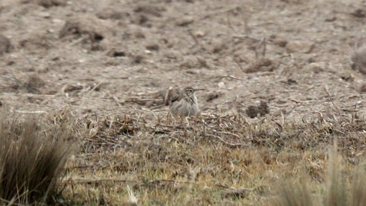 Foto de Minero de pico delgado (Geositta tenuirostris), familia Furnariidae, aves de Chile