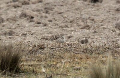 Foto de Minero de pico delgado (Geositta tenuirostris), familia Furnariidae, aves de Chile