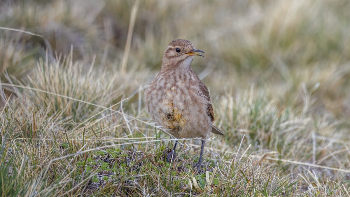 Foto de Minero (Geositta cunicularia), familia Furnariidae, aves de Chile