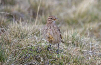 Foto de Minero (Geositta cunicularia), familia Furnariidae, aves de Chile
