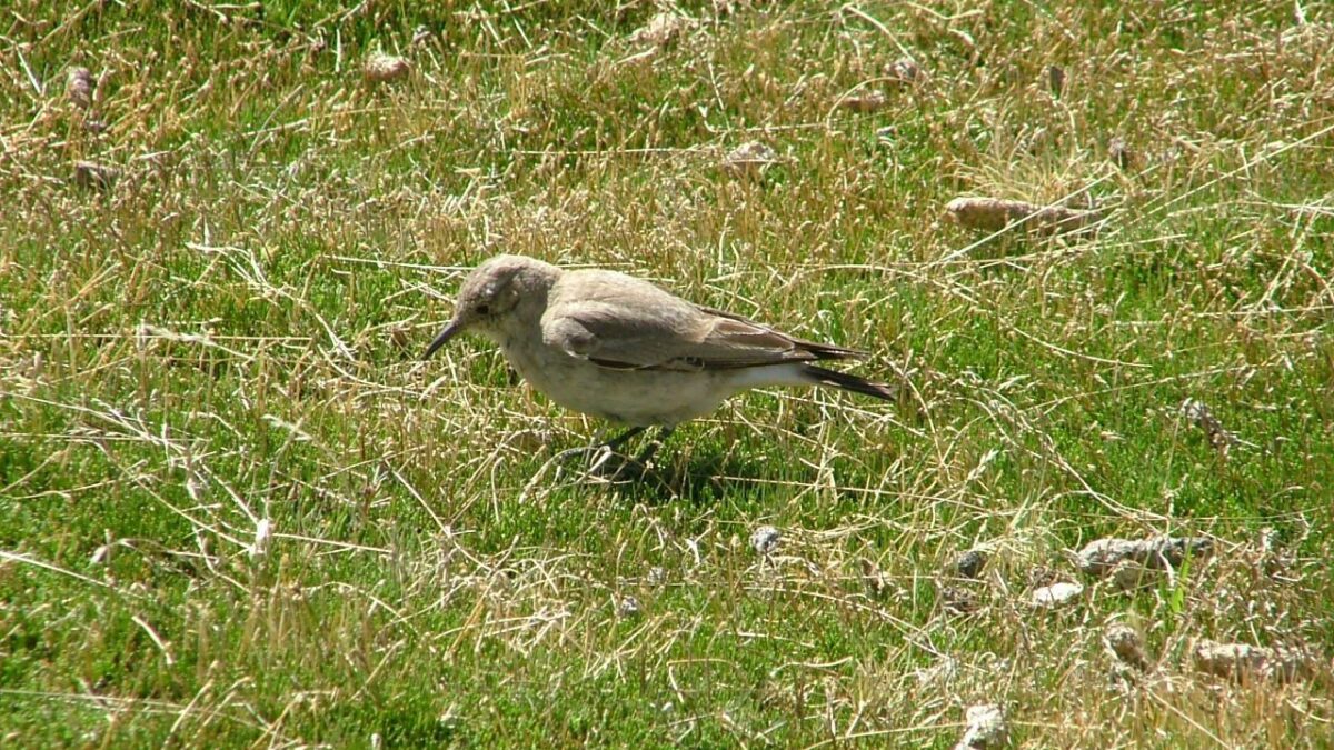 Foto de Minero grande (Geositta isabellina), familia FurnariidaeMINERO, aves de Chile