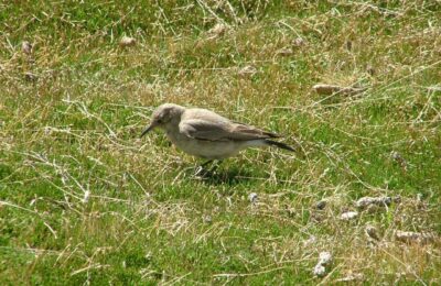 Foto de Minero grande (Geositta isabellina), familia FurnariidaeMINERO, aves de Chile