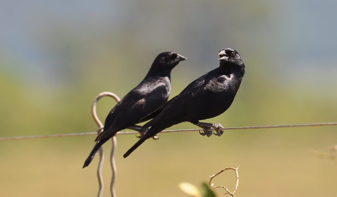 Foto de Mirlo de pico corto (Molothrus rufoaxillaris), familia Icteridae, aves de Chile
