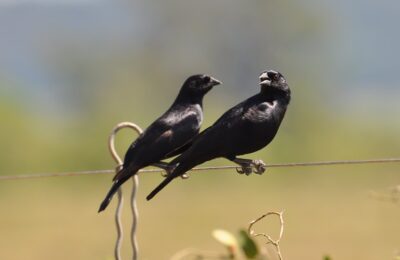Foto de Mirlo de pico corto (Molothrus rufoaxillaris), familia Icteridae, aves de Chile