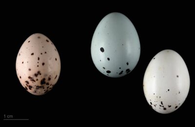 Foto de Mirlo (Molothrus bonariensis), familia Icteridae, aves de Chile