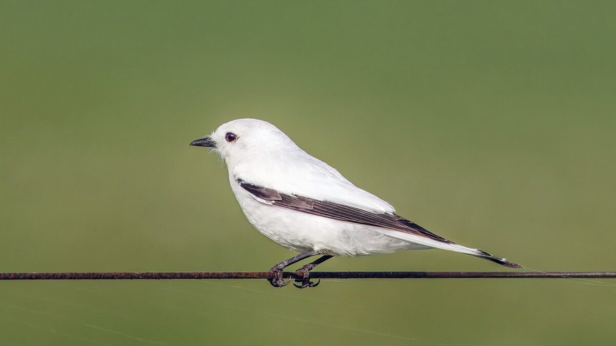 Foto de Monjita blanca (Xolmis irupero), familia Tyrannidae, aves de Chile