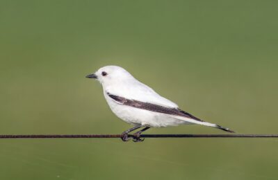 Foto de Monjita blanca (Xolmis irupero), familia Tyrannidae, aves de Chile