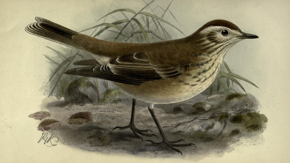 Foto de Monjita castaña (Neoxolmis rubetra), familia TyrannidaeMONJITA, aves de Chile
