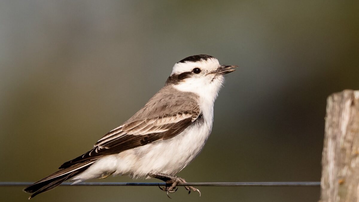Foto de Monjita coronada (Neoxolmis coronatus), familia TyrannidaeMONJITA, aves de Chile