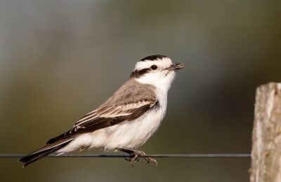 Foto de Monjita coronada (Neoxolmis coronatus), familia TyrannidaeMONJITA, aves de Chile