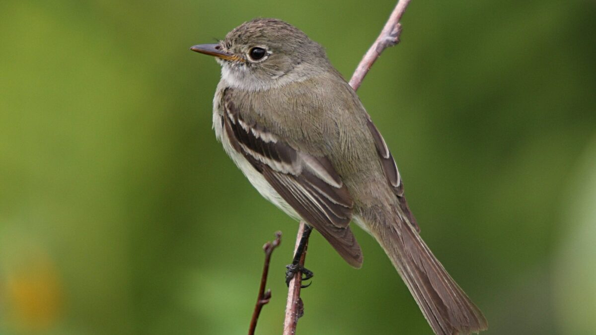 Foto de Mosqueta boreal (Empidonax alnorum), familia Tyrannidae, aves de Chile