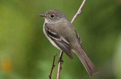 Foto de Mosqueta boreal (Empidonax alnorum), familia Tyrannidae, aves de Chile