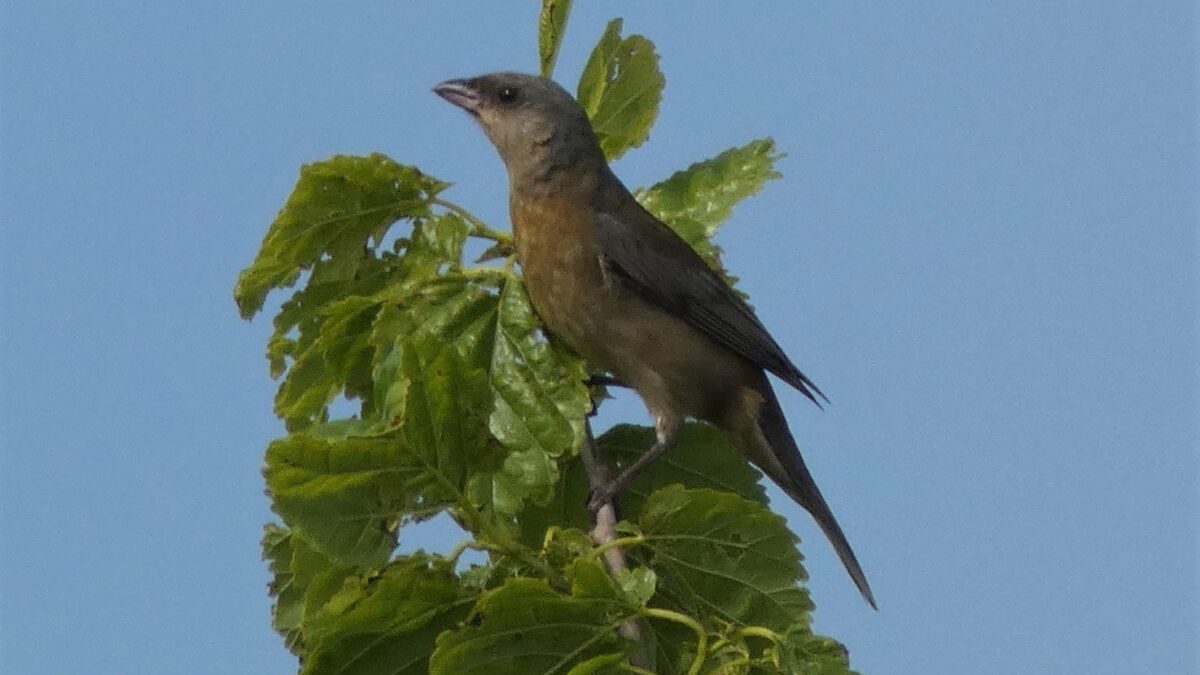 Foto de Naranjero (Thraupis bonariensis), familia Thraupidae, aves de Chile