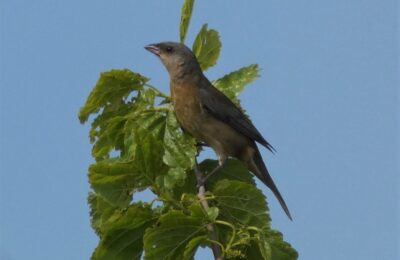Foto de Naranjero (Thraupis bonariensis), familia Thraupidae, aves de Chile