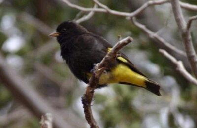 Foto de Negrillo (Volatinia jacarina), familia Thraupidae, aves de Chile