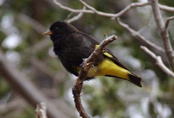 Foto de Negrillo (Volatinia jacarina), familia Thraupidae, aves de Chile