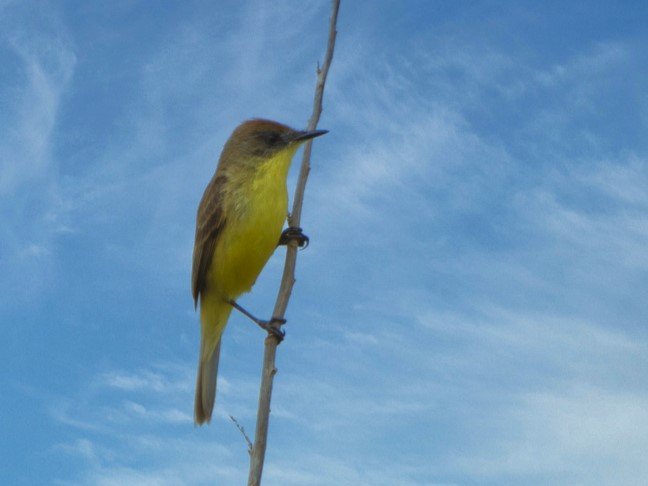 Foto de Pájaro amarillo (Pseudocolopteryx citreola), familia Tyrannidae, aves de Chile