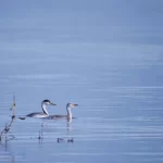 Foto de Blanquillo (Aves de Chile), familia Podicipedidae, aves de Chile
