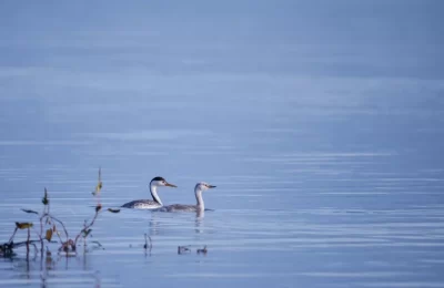 Foto de Blanquillo (Aves de Chile), familia Podicipedidae, aves de Chile