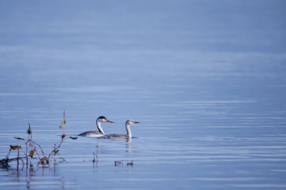 Foto de Blanquillo (Aves de Chile), familia Podicipedidae, aves de Chile