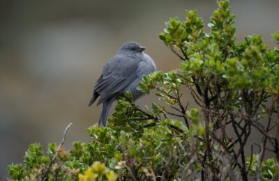 Foto de Pájaro plomo (Geospizopsis unicolor), aves de Chile