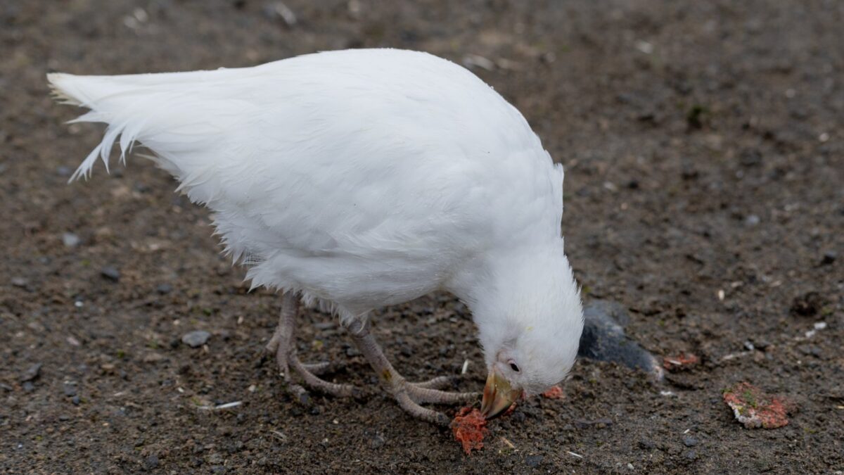 Foto de Paloma antártica (Chionis albus), aves de Chile