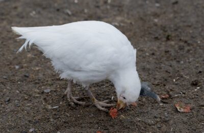 Foto de Paloma antártica (Chionis albus), aves de Chile