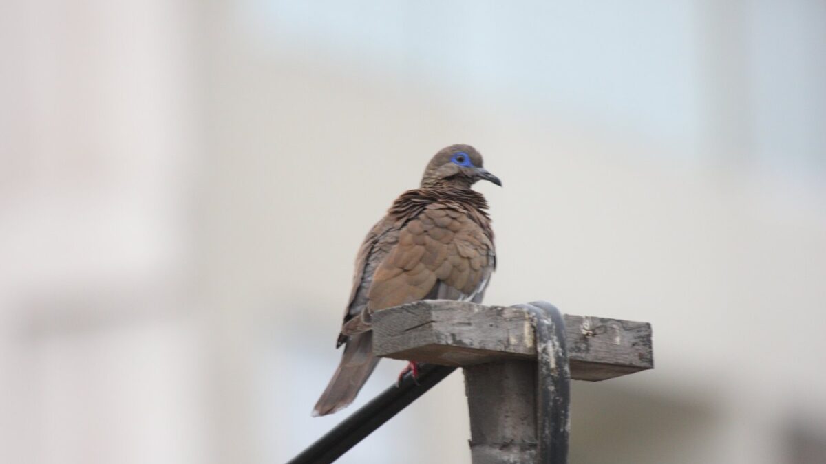 Foto de Paloma de alas blancas (Zenaida meloda), aves de Chile