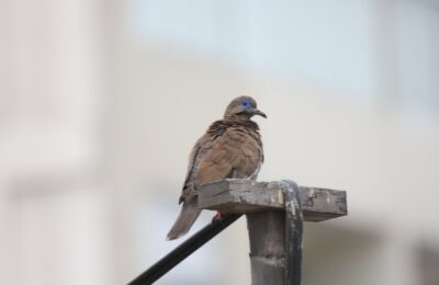 Foto de Paloma de alas blancas (Zenaida meloda), aves de Chile
