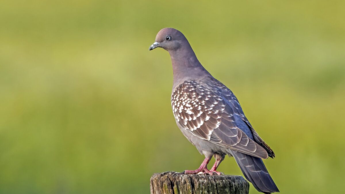 Foto de Paloma de alas moteadas (Patagioenas maculosa), familia Columbidae, aves de Chile