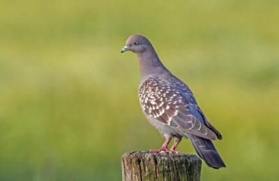 Foto de Paloma de alas moteadas (Patagioenas maculosa), familia Columbidae, aves de Chile