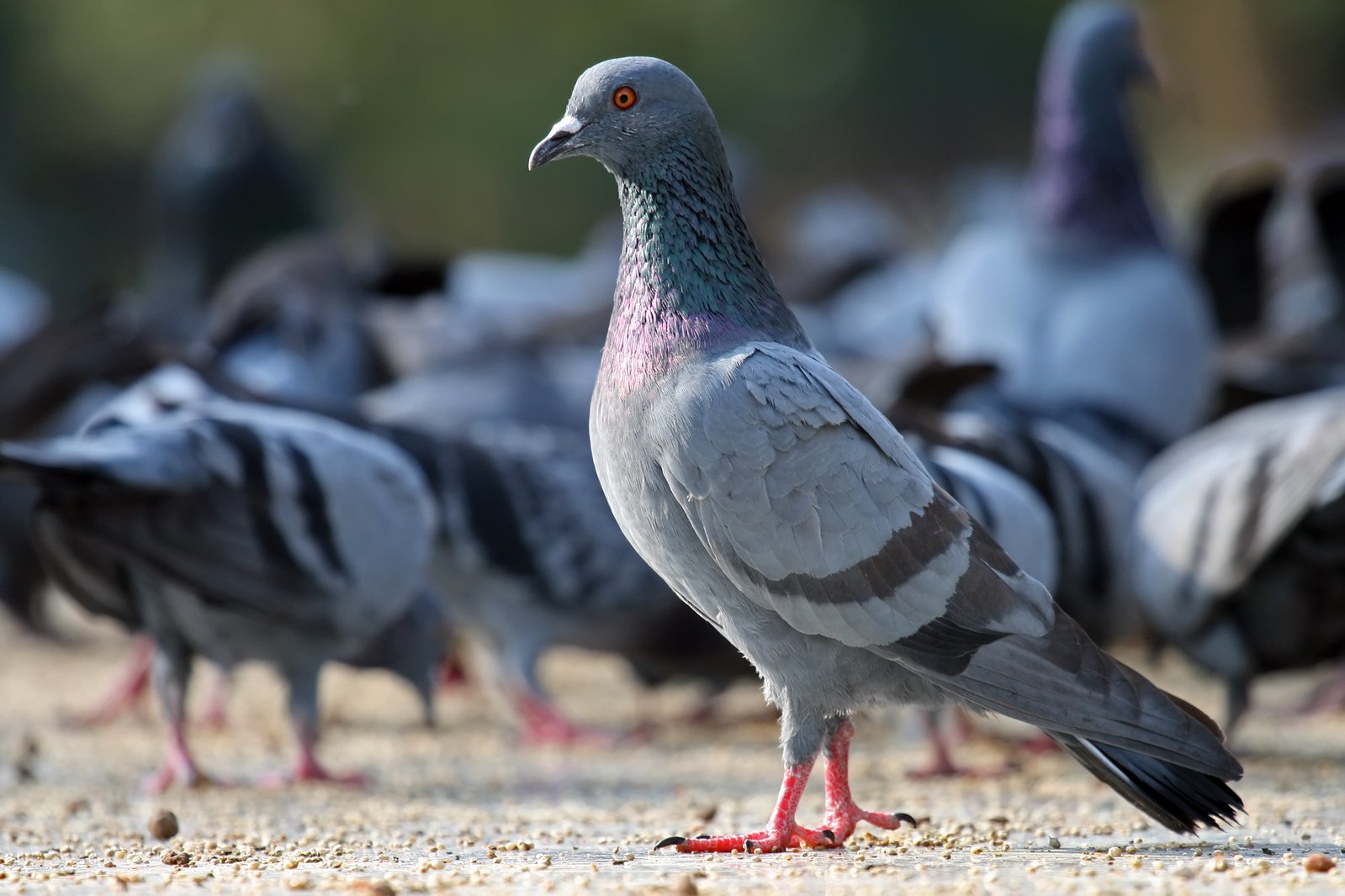 Paloma doméstica (Columba livia), principal portadora de pulgas de paloma en zonas urbanas
