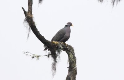 Foto de Paloma Montera (Patagioenas fasciata), familia Columbidae, aves de Chile