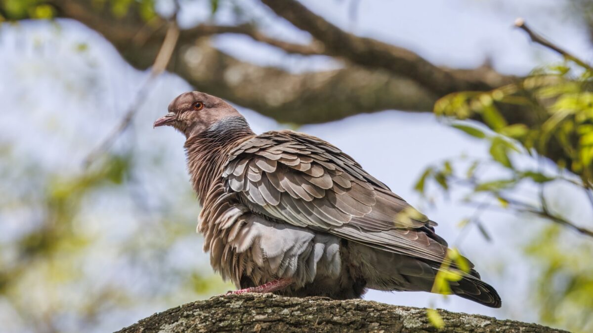 Foto de Paloma picazuro (Patagioenas picazuro), familia ColumbidaePALOMA, aves de Chile