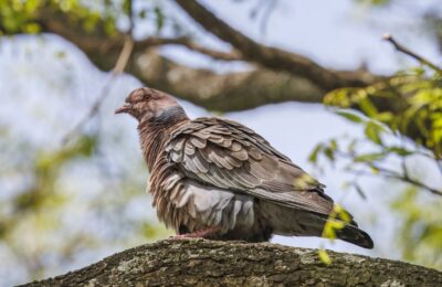 Foto de Paloma picazuro (Patagioenas picazuro), familia ColumbidaePALOMA, aves de Chile