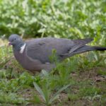 Foto de Paloma Torcaz (Columba palumbus), familia Columbidae, aves de Chile