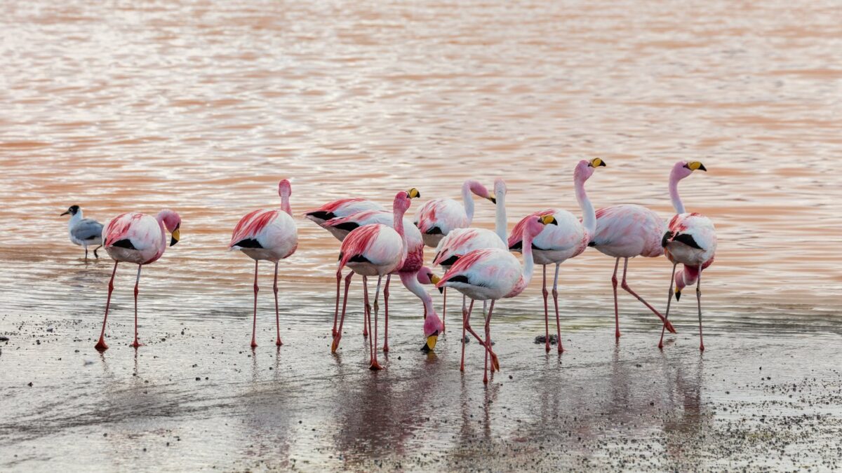 Foto de Parina chica (Phoenicoparrus jamesi), aves de Chile