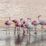 Foto de Parina chica (Phoenicoparrus jamesi), aves de Chile